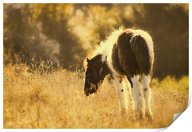 Foal Grazing Print by Dawn Cox