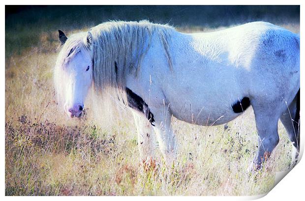 Enchanting Horse Print by Dawn Cox