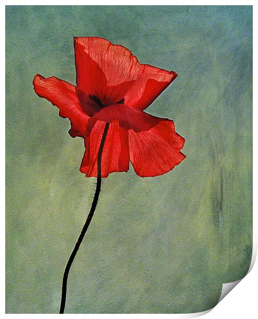 Poppy Print by Dawn Cox