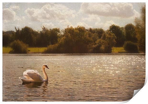 Swan Lake Print by Dawn Cox