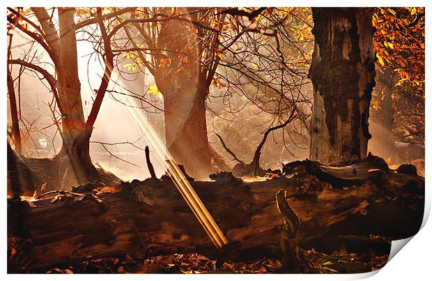 Light in the Woods Print by Dawn Cox
