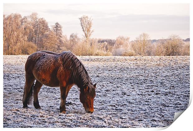 Pony grazing in the frost Print by Dawn Cox