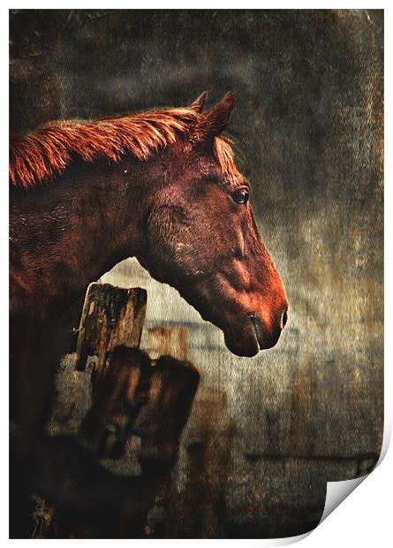 War Horse Print by Dawn Cox