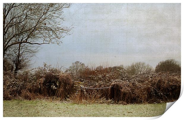 The Hedgerow on a winters morning Print by Dawn Cox
