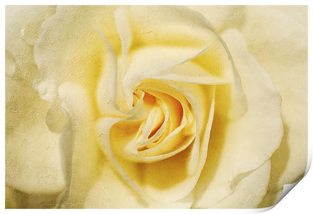 Pale yellow Rose Print by Dawn Cox
