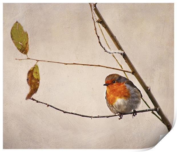 Robin Redbreast - Erithacus rubecula Print by Dawn Cox