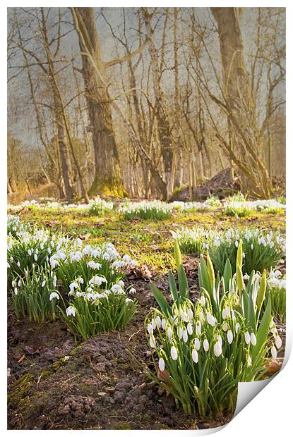 Clusters of snowdrops Print by Dawn Cox
