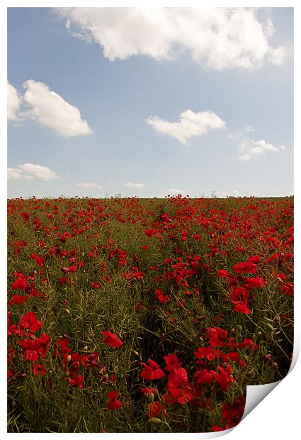Red Carpet of Poppies Print by Dawn Cox