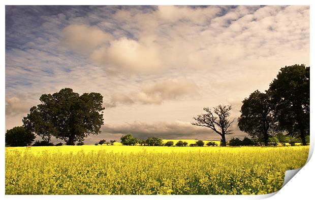 View across the Rapeseed field Print by Dawn Cox