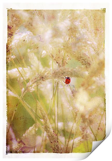 Ladybird Ladybird fly away home Print by Dawn Cox