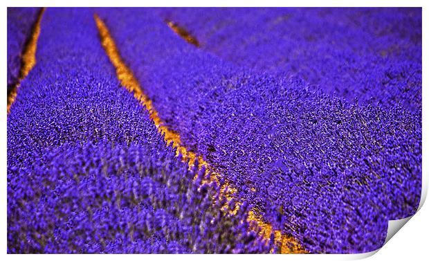 Lavender field Print by Dawn Cox