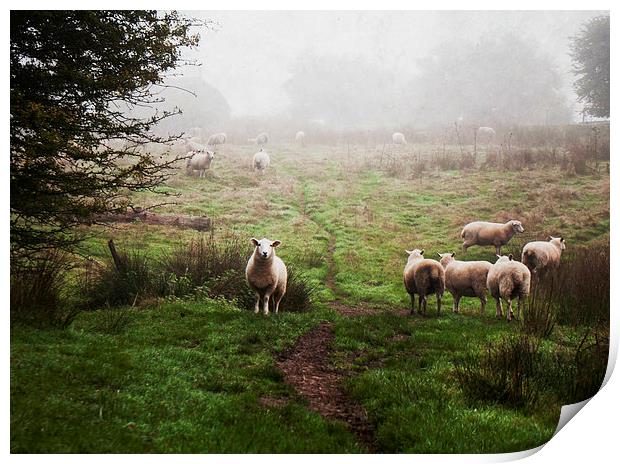 Sheep in the Mist Print by Dawn Cox