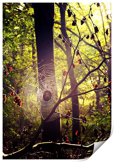 Caught in  Web Print by Dawn Cox