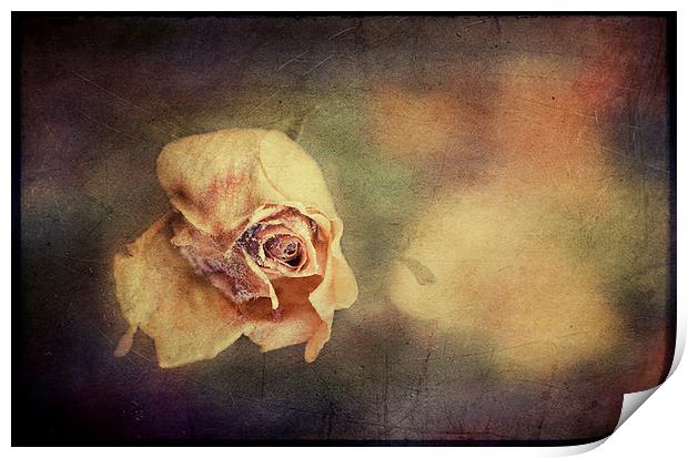 Faded Beauty Print by Dawn Cox
