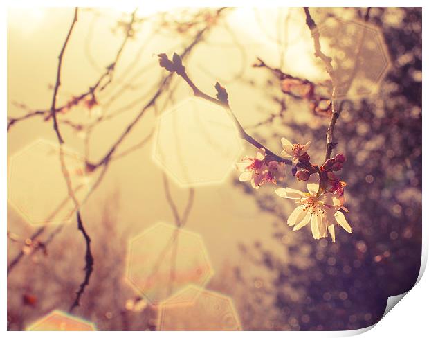 Spring Bokeh and Blossom Print by Dawn Cox
