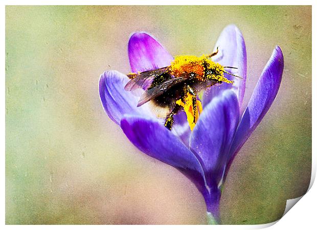 Pollen Collecting Print by Dawn Cox