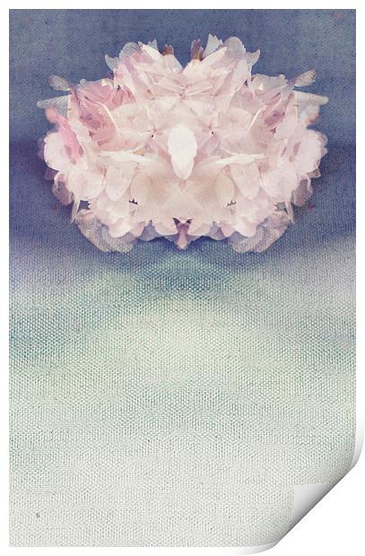 Dainty Hydrangea Print by Dawn Cox