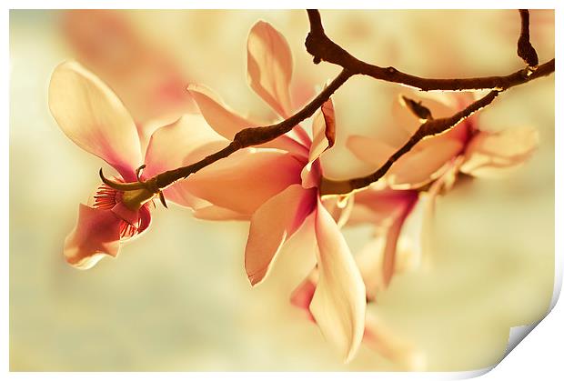 Spring Magnolia Print by Dawn Cox