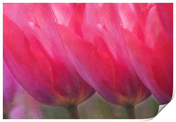 Pink Tulips Print by Dawn Cox