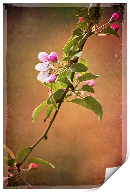 Blossom Bough Print by Dawn Cox