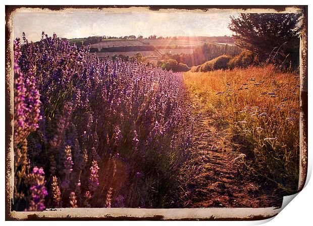 Sunlight on lavendar field Print by Dawn Cox