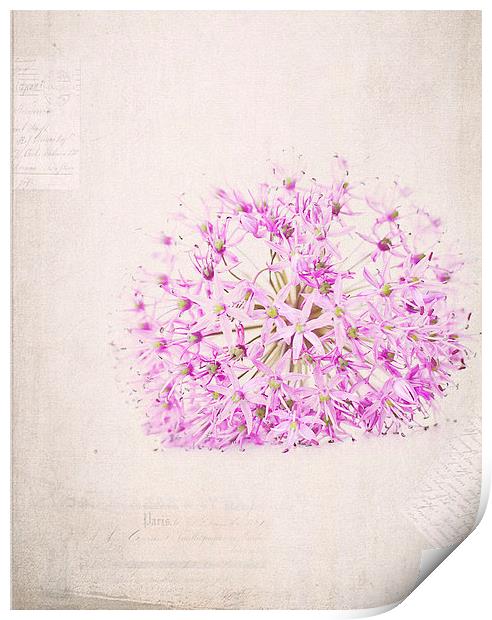 Purple Flower Print by Dawn Cox