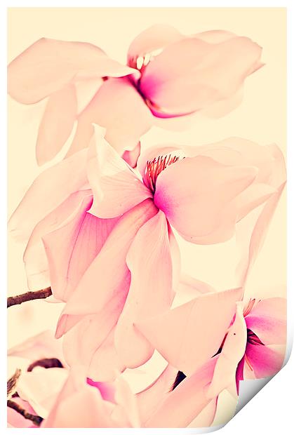 Pink Beauty  Print by Dawn Cox