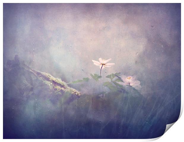  Fragility of flowers Print by Dawn Cox