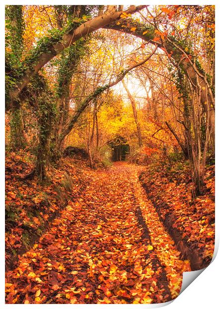 Autumn Walk Print by Dawn Cox