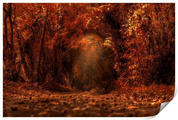 Autumns Fall Print by Dawn Cox