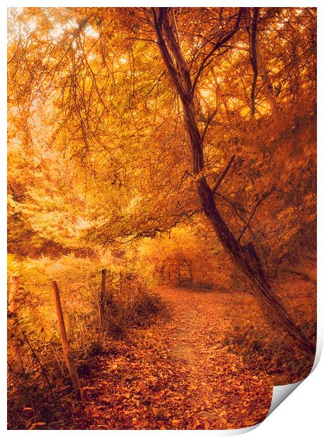 Autumn Woodland Print by Dawn Cox
