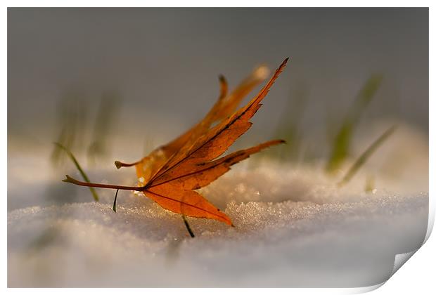 Winter fall Print by Izzy Standbridge