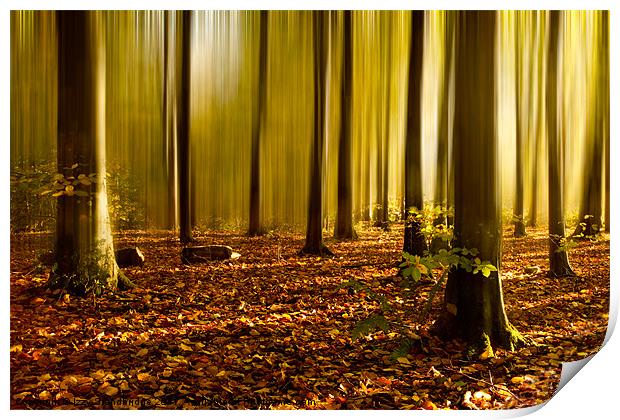 Autumn fall beech woods (2) Print by Izzy Standbridge