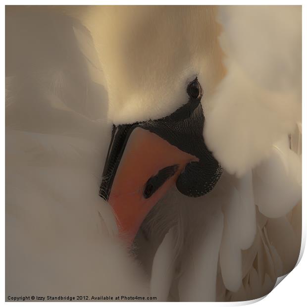 Soft swan close up Print by Izzy Standbridge