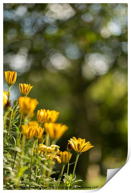 Cape daisies with tree bokeh Print by Izzy Standbridge