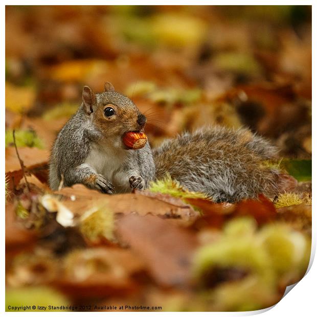 Grey squirrel with chestnut in autumn leaves Print by Izzy Standbridge