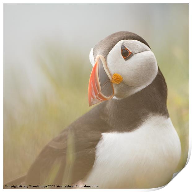 Misty puffin Print by Izzy Standbridge