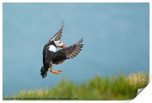 Puffin coming in to land Print by Izzy Standbridge