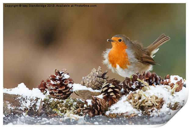 Robin in the snow with fir cones Print by Izzy Standbridge