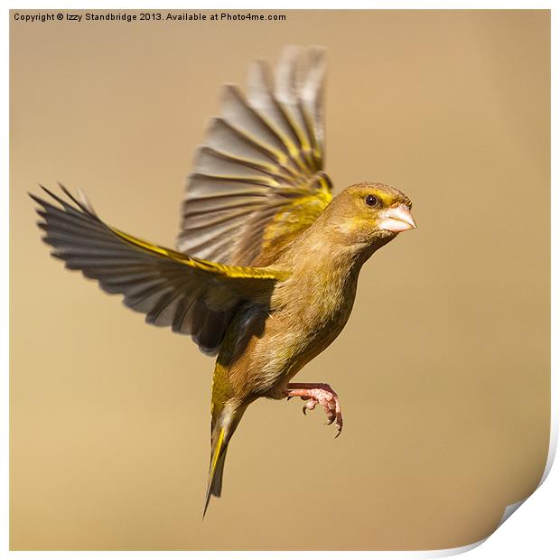 Greenfinch in flight Print by Izzy Standbridge