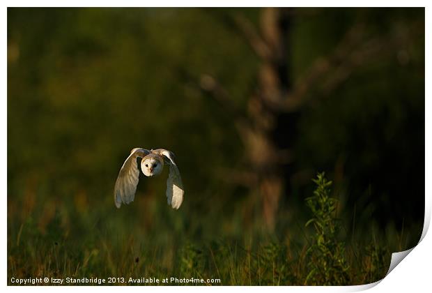 Barn owl flies through the last light Print by Izzy Standbridge