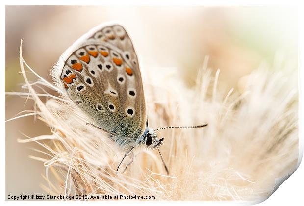 Common blue butterfly Print by Izzy Standbridge