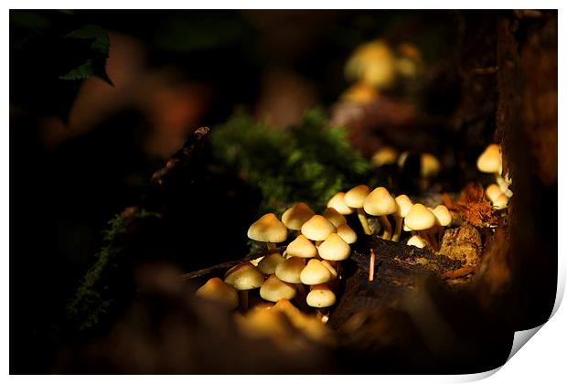 Autumn fungi Print by Izzy Standbridge