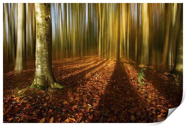 Autumn beech blur Print by Izzy Standbridge