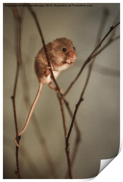 Harvest mouse Print by Izzy Standbridge