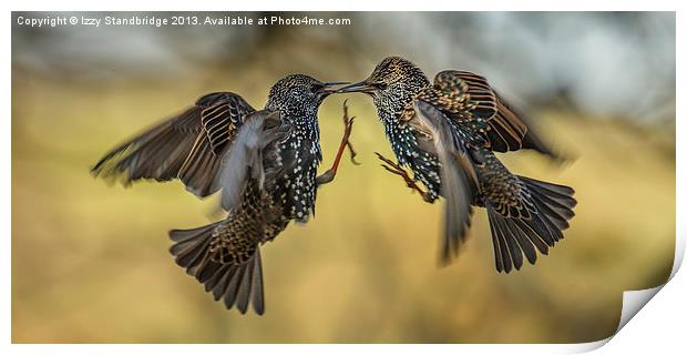Squabbling starlings Print by Izzy Standbridge