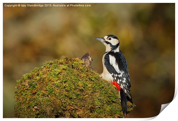 Great Spotted Woodpecker Print by Izzy Standbridge