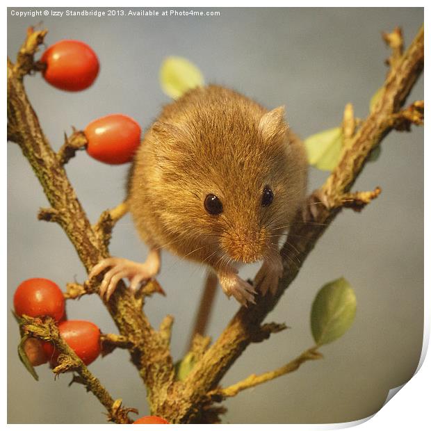 Harvest mouse (Micromys minutus) Print by Izzy Standbridge