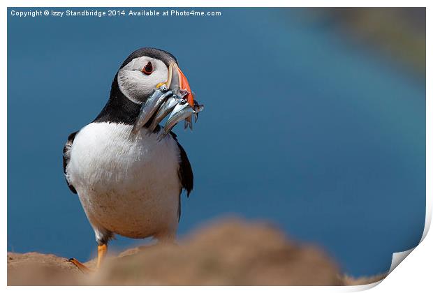 Puffin on Skomer with sand eels Print by Izzy Standbridge
