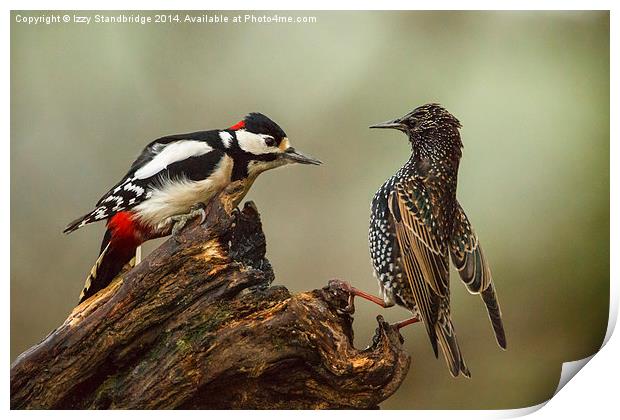 Stand off between woodpecker and starling Print by Izzy Standbridge